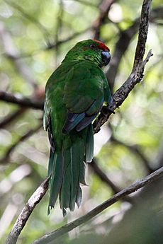 Norfolk Parakeet (Cyanoramphus cookii)