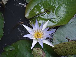 Nymphaea stellata-BSI-yercaud-salem-India