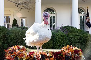 Peas 2018 Pardoned Turkey