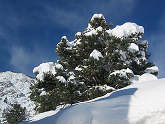 Pinyon snowSilh