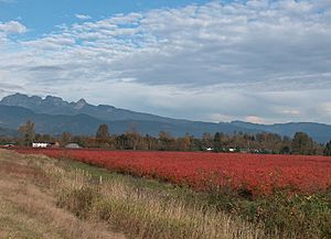 Pitt Meadows blueberry farms