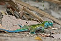 Rainbow Ameiva.jpg