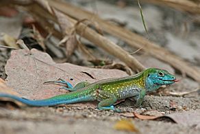 Rainbow Ameiva