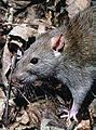 Rattus norvegicus 1