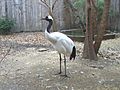 RedCrownedCrane2