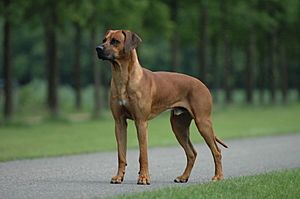 Rhodesian ridgeback.jpg