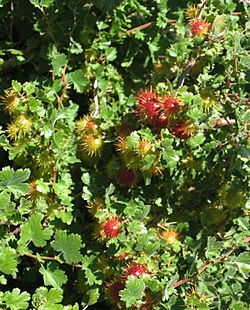 Ribes roezlii spiny fruit