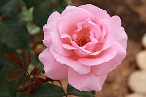 Rose 'Queen Elizabeth' 1954