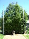 Sassafras VIC war-memorial.JPG