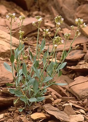 Schoenocrambe barnebyi.jpg