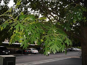 Shumard oak leaves