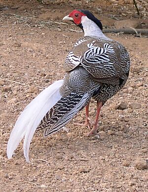 Silver Pheasant