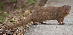 Small asian mongoose.jpg