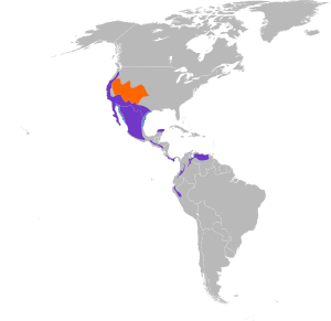 Spinus psaltria map.svg