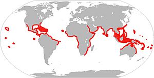 Spotted Eagle Ray Range Map.jpg