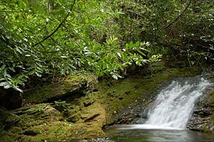 The Glen River, Newcastle