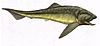 Titanichthys10