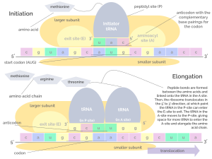 Translation - Initiation & Elongation