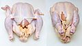 Untrussed and trussed chicken