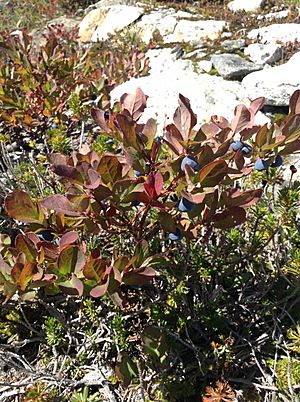 Vaccinium deliciosum Full Plant.jpg