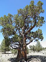 Western juniper (14149478156)