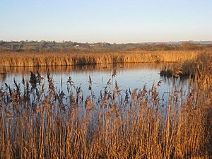 Westhay Moor National Nature Reserve - geograph.org.uk - 1105431