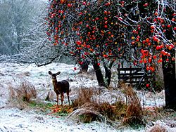 Winter Meal.jpg