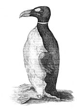 Wormius' Great Auk