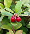 2006-11-28Vaccinium02-03