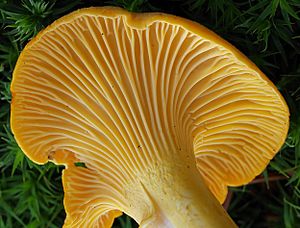 2007-07-14 Cantharellus cibarius Detail