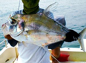 African pompano Solomons