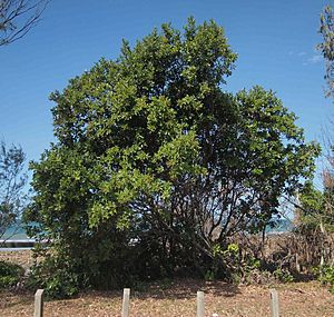 Alectryon connatus habit.jpg