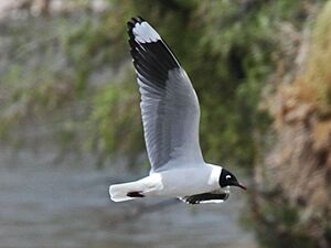 Andean Gull RWD5.jpg