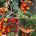 Asclepias curassavica Wildlife collage