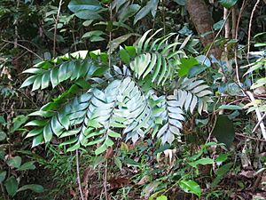 Bowenia spectabilis Daintree 2