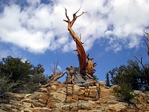 Bristlecone CA