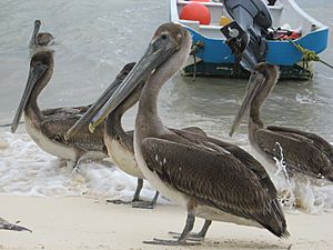 BrownPelicans2