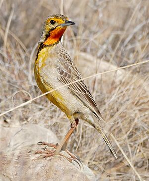 Cape Longclaw (Macronyx capensis) (31320650481).jpg