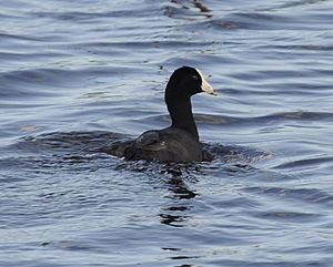 Caribbean coot