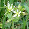 Cerastium glomeratum1.jpg