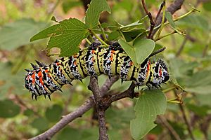 Colophospermum mopane 50D 0486.jpg