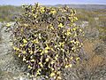 Cylindropuntia imbricata (5665345512)