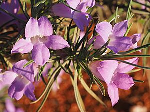 Eremophila foliosissima (leaves and flowers).jpg