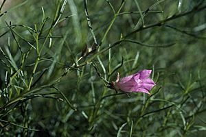 Eremophila granitica.jpg