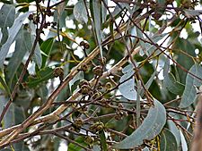 Eucalyptus agglomerata foliage