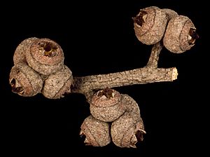 Eucalyptus blaxlandii fruit