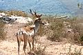 Fallow deer israel