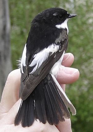 Ficedula hypoleuca NRM