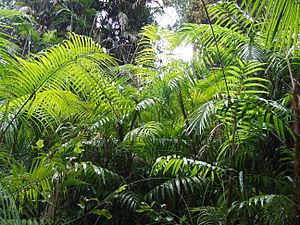 Flora of Lake Barrine