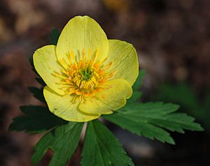 Globeflower Trollius laxus Flower 2400px.jpg